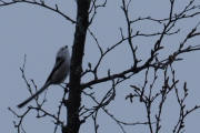 Knut 14 november 2018 - Stjertmeis på Dausjøbrua idag