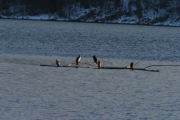 Knut 16 desember 2018 - Storskarv ved Maridalsvannet