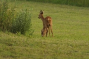 Knut 17 juli 2018 - Rådyra i Sandefjord