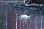 Knut 2 november 2018 - Knoppsvaner i Susebukta Sandefjord