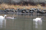 Knut 2 november 2018 - Knoppsvaner i Susebukta Sandefjord