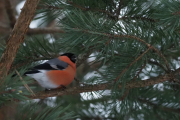 Knut 24 desember 2018 - Dompap-hann i Maridalen