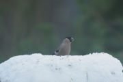 Knut 24 desember 2018 - Dompap-hunn i Maridalen