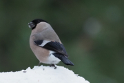 Knut 24 desember 2018 - Dompap-hunn i Maridalen