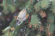 Knut 24 desember 2018 - Fuglekongen ved brua i Maridalen