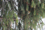 Knut 24 desember 2018 - Fuglekongen ved brua i Maridalen