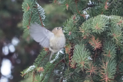 Knut 24 desember 2018 - Fuglekongen ved brua i Maridalen