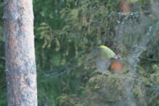 Knut 24 oktober 2018 - Grønnspetten i Maridalen, ikke så ofte man for tatt bilde av denne fuglen