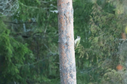Knut 24 oktober 2018 - Grønnspetten i Maridalen