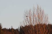 Knut 26 november 2018 - Dompapp-hannfugl i Maridalen