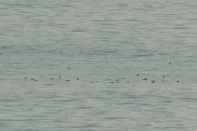 Knut 27 juli 2018 - Storskarv ved Hudøy, og til venstre er det masse fugler i sjøen