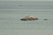 Knut 27 juli 2018 - Storskarv ved Hudøy
