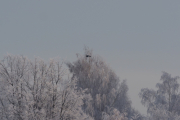 Knut 30 desember 2018 - Kråka på Fornebu, men her fokuserer vi like mye på landskapet