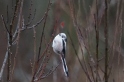 Knut 3 desember 2018 Stjertmeis i Maridalen