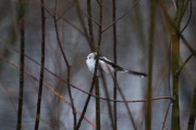 Knut 3 desember 2018 Stjertmeis i Maridalen