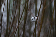 Knut 3 desember 2018 Stjertmeis i Maridalen