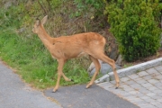 Morten 13 september 2018 - Rådyr på Høyenhall, men nå er det på tide og dra tilbake til ungene. Må bare sjekke at det er klar bane