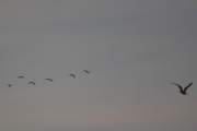 Morten 13 september 2018 - Seks store fugler mot Østensjøvannet, så kommer det en Måke som krysser oss. Dere skulle ha sett det store flyet også, det ble fint