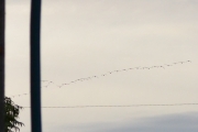 Morten 14 august 2018 - En stor flokk med fugler på vei til Østensjøvannet, var vanskelig å få med dem alle sammen