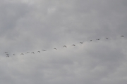Morten 14 august 2018 - En stor flokk med fugler på vei til Østensjøvannet tidlig på morgenen