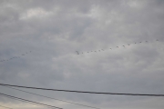 Morten 14 august 2018 - En stor flokk med fugler på vei til Østensjøvannet, de er rundt 30 stykker