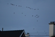 Morten 14 september 2018 - En stor flokk med fugler på vei nordover, telte minst 35 stykker