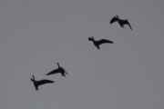 Morten 18 august 2018 - Fire fugler på vei til Østensjøvannet men de holder retningen, helt til et kraftig vindkast skyver dem langt til siden