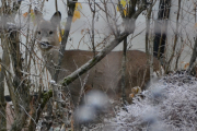 Morten 24 november 2018 - Rådyr på Høyenhall, til og med Knut gjettet at dette var fruen