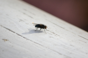 Morten 27 oktober 2018 - En Flue på verandaen