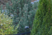 Morten 27 oktober 2018 - Flaggspetten på Høyenhall, men nå et sted jeg ikke har sett den før