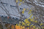 Morten 27 oktober 2018 - Gråtrosten på Høyenhall