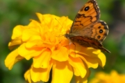 Morten 28 juli 2018 - Gule blomster med noe attåt