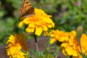 Morten 28 juli 2018 - Gule blomster med noe attåt, kan det være denne som kalles admiralen?
