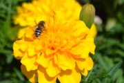 Morten 28 juli 2018 - Gule blomster med noe attåt