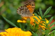 Morten 28 juli 2018 - Gule blomster med noe attåt, den er like fin på undersiden som oversiden