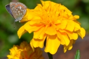 Morten 28 juli 2018 - Gule blomster med noe attåt