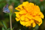 Morten 28 juli 2018 - Gule blomster med noe attåt, har en helt annen farge også
