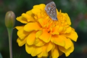 Morten 28 juli 2018 - Gule blomster med noe attåt, den er også like fin på undersiden som oversiden