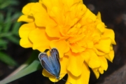 Morten 28 juli 2018 - Gule blomster med noe attåt, da gir vi oss med sommerfugler i dag fra Hvitsten