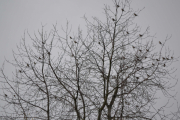 Morten 4 november 2018 - Kan det være 50 fugler i treet der borte, gjetter Gråtroster