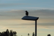 Morten 5 oktober 2018 - En fugleflokk på vei nordover, selv Kråka satt rolig men nå så jeg i øyekroken at T-banen kom