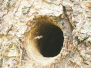 Knut og Morten - fugler, dyr og insekter 2019 andre halvår