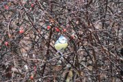 23 november 2019 - Blåmeisen på Høyenhall