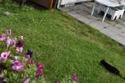 26 juni 2019 - Katten og Ringdua på Høyenhall