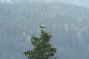 Knut 11 august 2019 - Fiskeørnen ved Nes gård, ned mot vannkanten