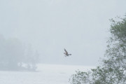 Knut 11 august 2019 - Fiskeørnen ved Nes gård, ned mot vannkanten. Og der drar den av gårde med fisken