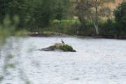 Knut 11 september 2019 - Storskarven ved Dausjøbrua