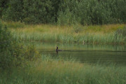 Knut 11 september 2019 - Storskarven ved Dausjøbrua