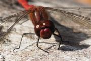 Knut 13 september 2019 - Den røde Libellen, nærmere kommer du ikke