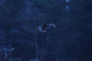 Knut 16 desember 2019 - Selvfølgelig er vi de første som for se bildene